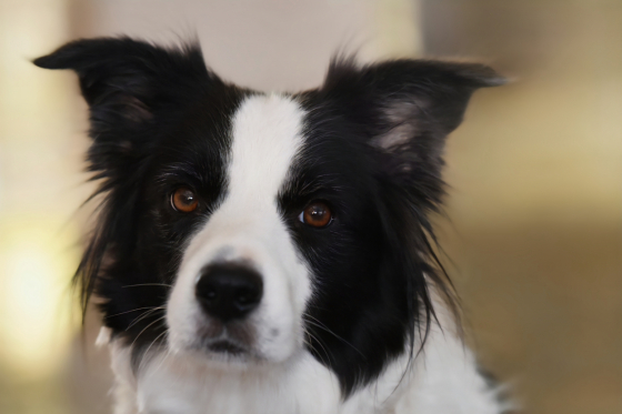 Amy by Lunar Eclipse