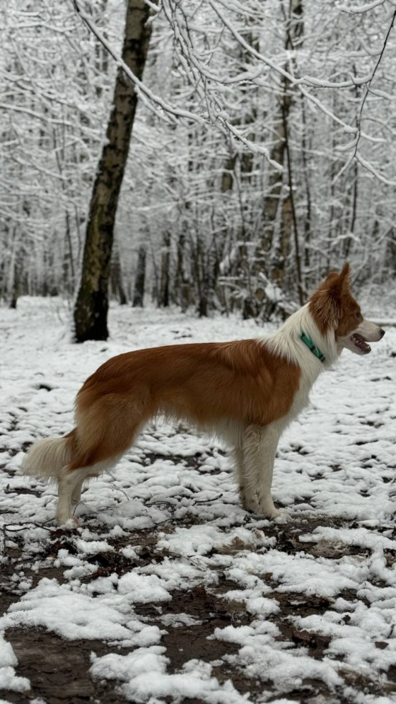 Fantastic Lady Fasta