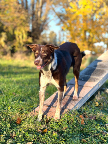 Balerion Brown Speed Razy Levah