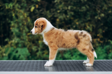 Eureka Brave Warrior