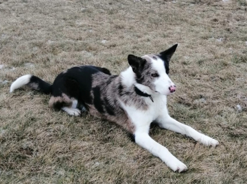 Trachea LeGa ex Family Geluzee