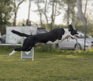 Ready2Rock Shelby Shepter