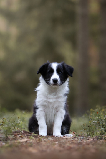 Maxspeed Remember Me