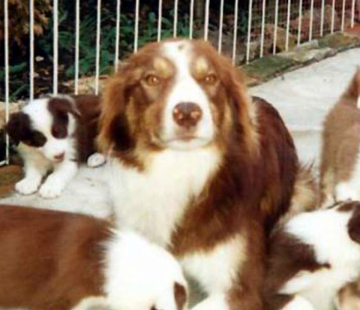 Moonlight Chocolate Buttons