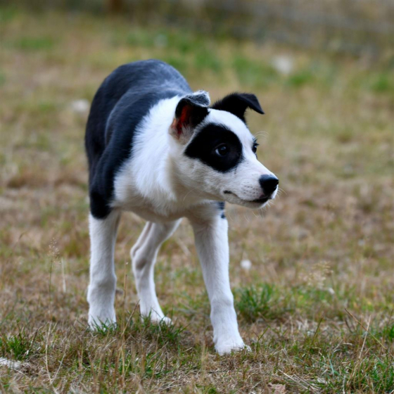 Patch