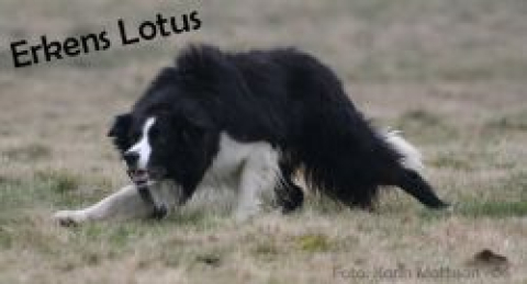 Erkens Lotus