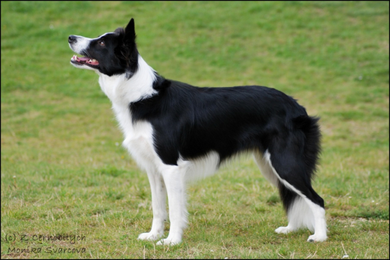 Norma Jean z Cernobilych