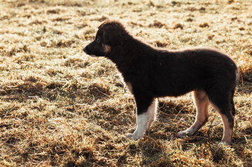 Jumanji Pallada Pastoral