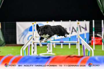 Gingerbell Mambo Numer Five