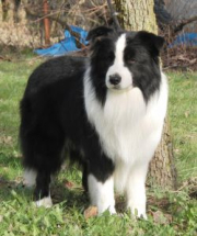 Majestik Lord Di Paradise Collies