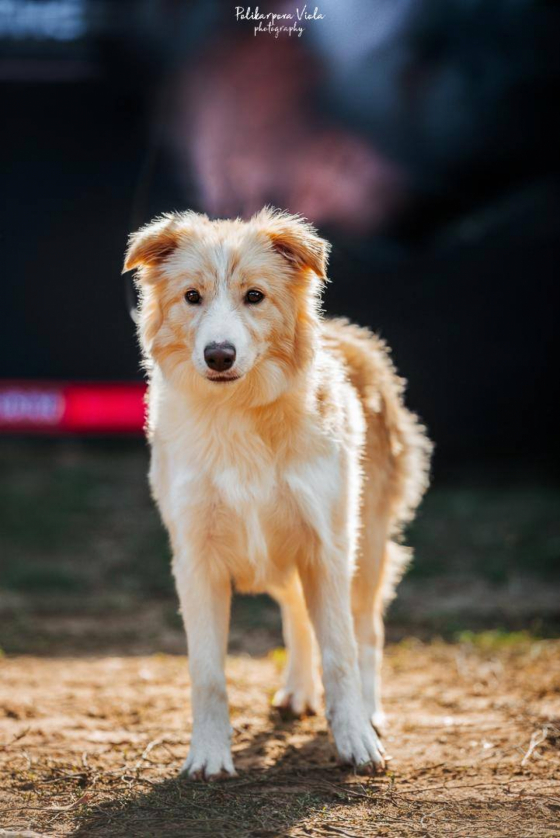 Dream From Gross Libental Cherry