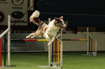 Bacardi Razz From The Wild Powerdogs