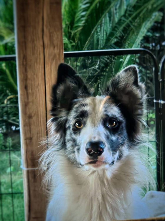 Arrax Di Petrademone