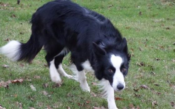 Klondike Slezsky Hradek