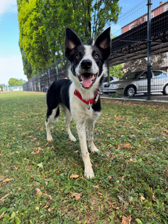 The Greatest Zyla Shepter
