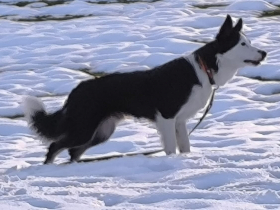 Endless Power Cobalt Of Starlight