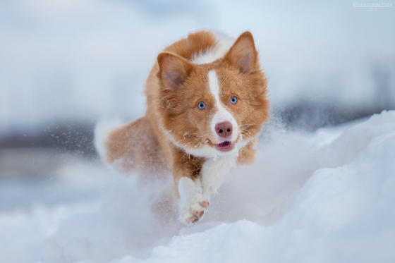 Ryzhaya Molniya Debby