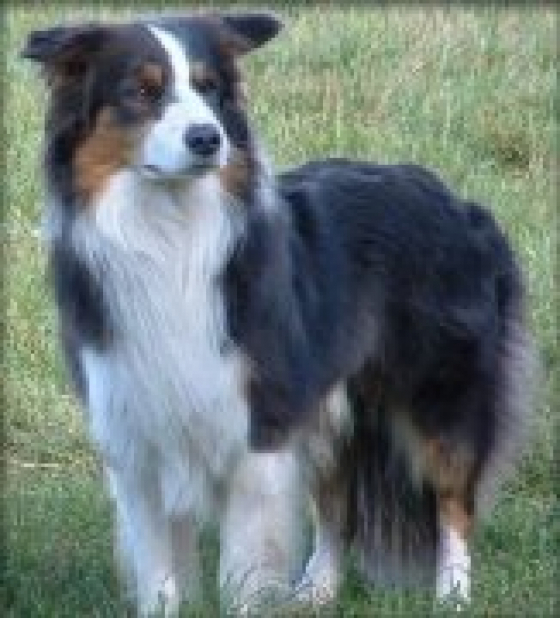 Agility Joy Uk Levis Red Point