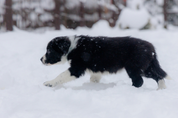 Merci Mon Ange Sharl Lekler