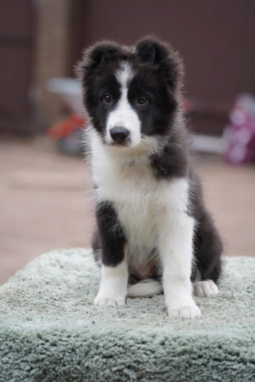 Ice Guard Siyaushiy Sever