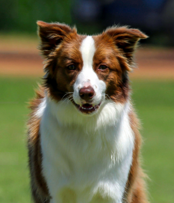 Noblestarzz Chocolove Sundae