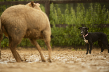 Nafani Yaga The Witch