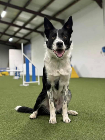 Wiz and Insanity Beastmode Quantico