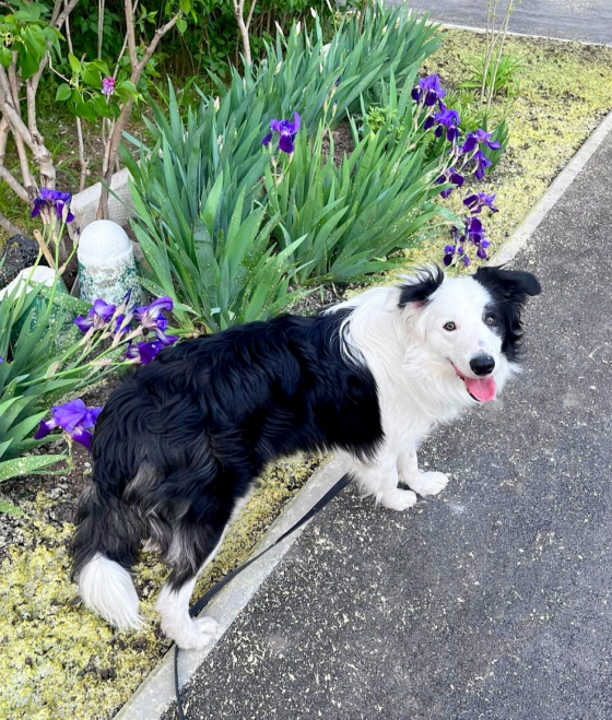 Commander Happy Island