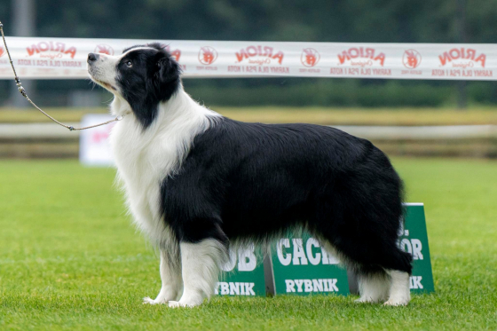 Viva La Tia God Of The North