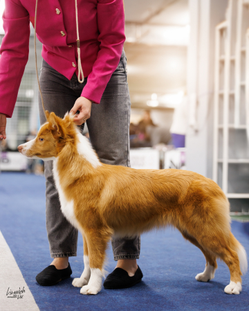 Ryzhaya Molniya Debby