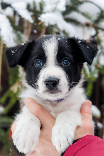 Merci Mon Ange Shatuae