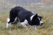 Pen-Y-Borough Jack