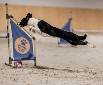 My Amazing Tissaia Shepter