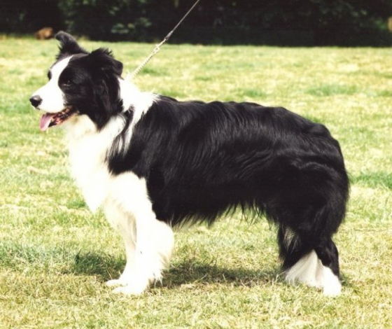 Borderbeau Country Choice