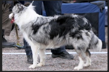 Kautuksen Taikayo