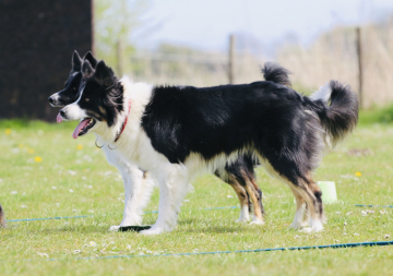 Working Jess vom Rehgebirge