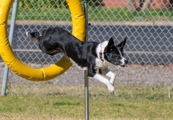 Aquila Secret Whispers