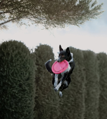 Simply Fab Dash Shepter