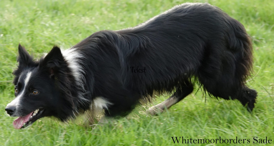 Whitemoorborders Sade