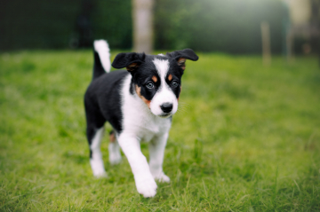 Amare Montis Punta Penia