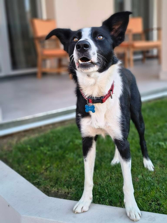 Blacksheep's Lullaby Mc Flurry