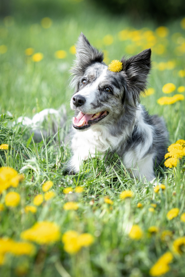 Aisknekht Peppy Spark