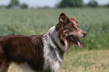 Trust Your Heart Agent Red Zac