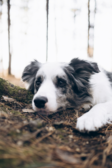 Zenith s Fabriki Gryoz