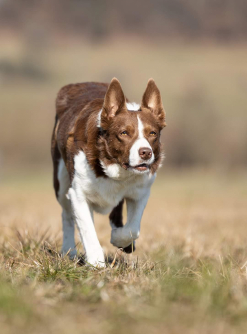 Enggetschwil's Red Shep