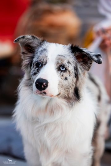 Ryzhaya Molniya Yumi