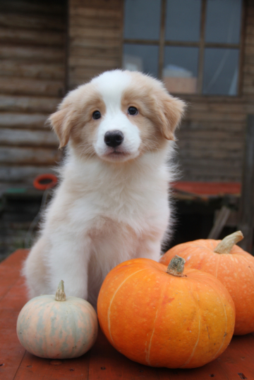 Luch Solntsa Zolotogo