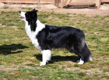 Demiart Ria Galaktika