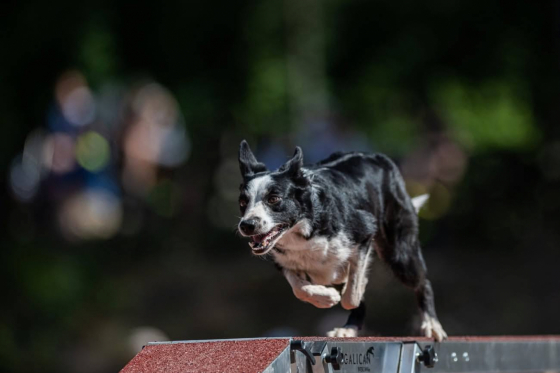 Misty Highland Hitech