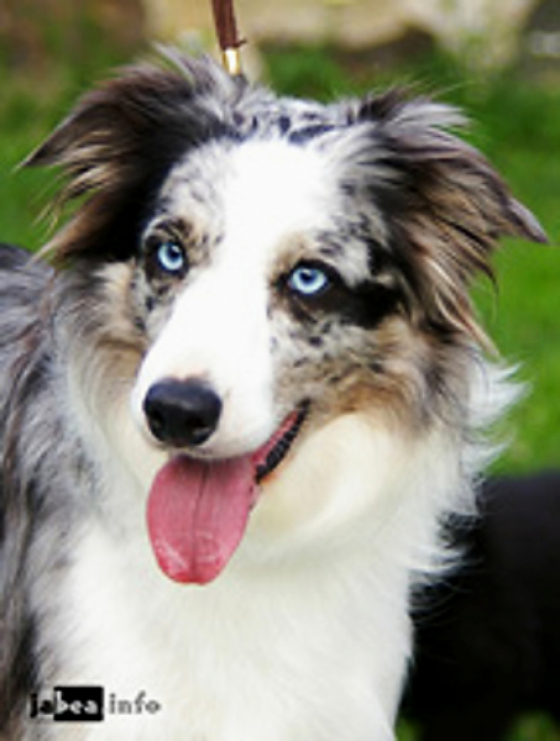 Darling Didi Z Cernobilych